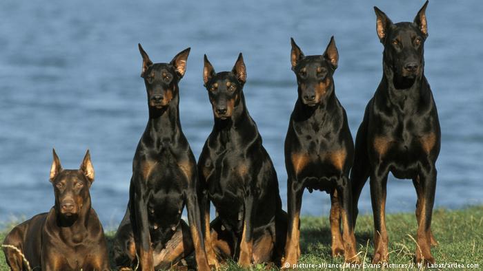 Общество: Всемирный день собак: какие породы произошли из Германии? рис 6