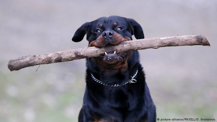 Общество: Всемирный день собак: какие породы произошли из Германии? рис 8