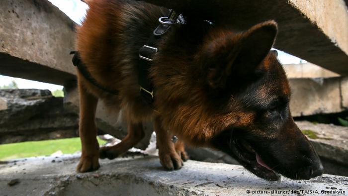 Общество: Всемирный день собак: какие породы произошли из Германии? рис 9