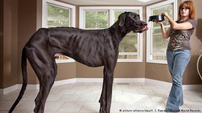 Общество: Всемирный день собак: какие породы произошли из Германии?