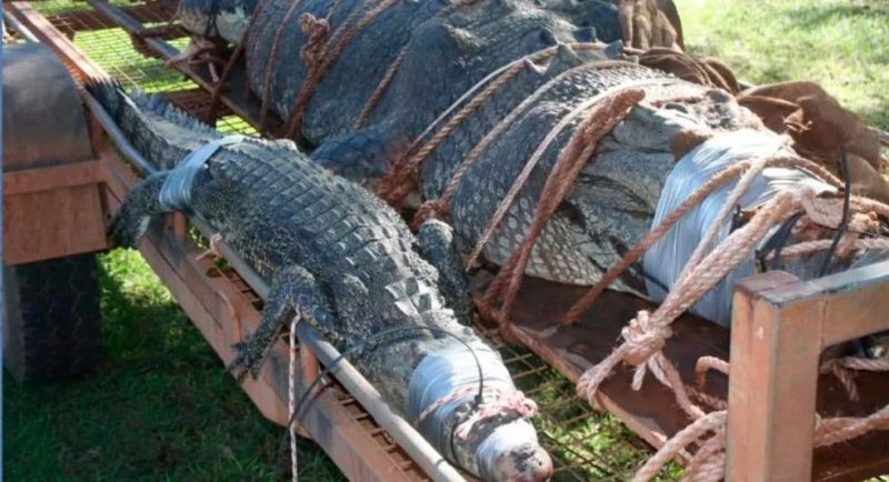 Отовсюду обо всем: В Австралии пойман чудовищно большой крокодил