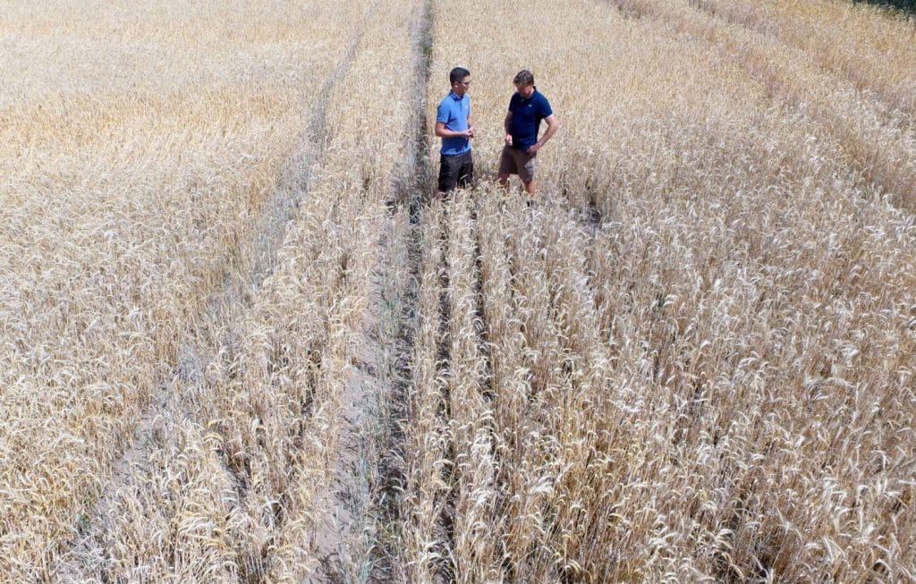 Общество: Рекордная жара губит немецкий урожай