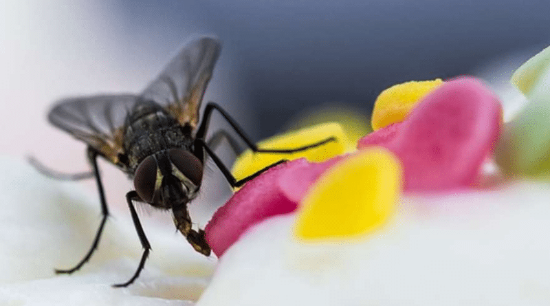 Домашние хитрости: Как избавиться от мух в доме: простые советы