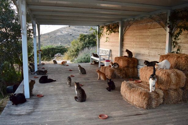 Досуг: Работа мечты на греческом острове для любителей кошек