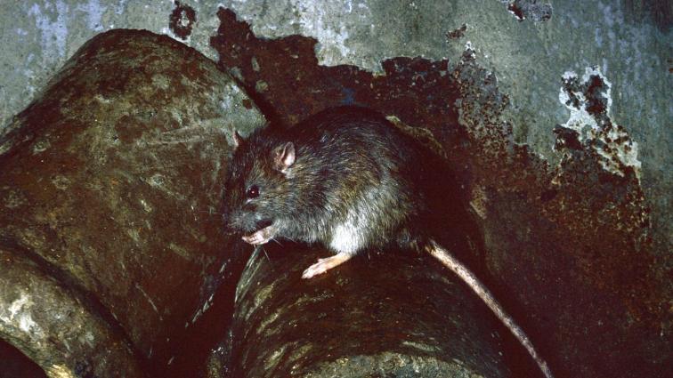 Общество: Аномальная жара привела к нашествию крыс в немецких городах рис 2