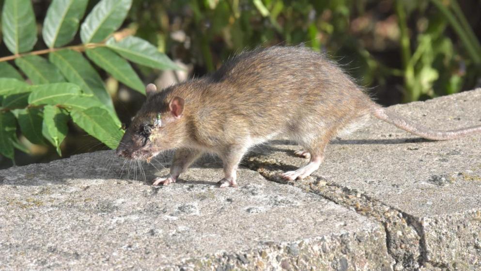 Общество: Аномальная жара привела к нашествию крыс в немецких городах