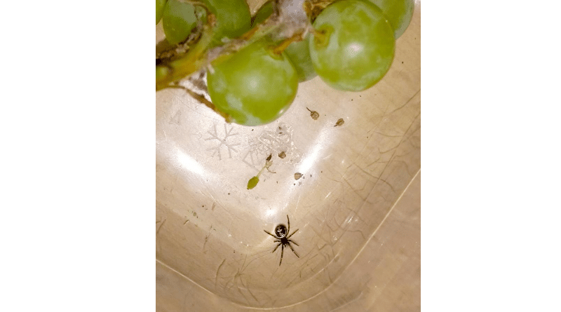 Общество: В винограде из супермаркета девушка нашла ядовитого паука рода «Черная вдова»