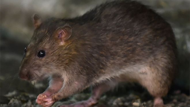 Отовсюду обо всем: Зафиксирован первый случай заболевания человека крысиным гепатитом