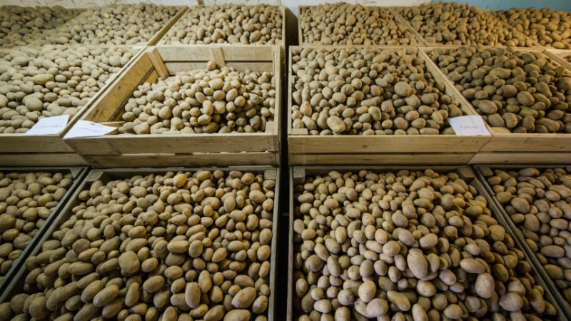 Общество: Из-за плохого урожая цены на картофель в Германии существенно вырастут