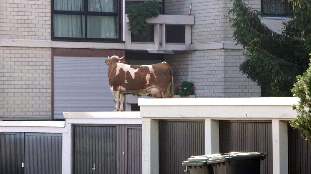 Досуг: Корову-беглянку обнаружили на крыше гаража