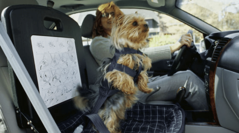 Полезные советы: Правила транспортировки животных в автомобиле