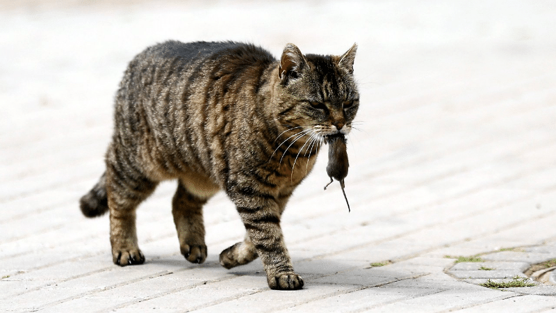 Здоровье: Как домашний кот может стать причиной смерти хозяина
