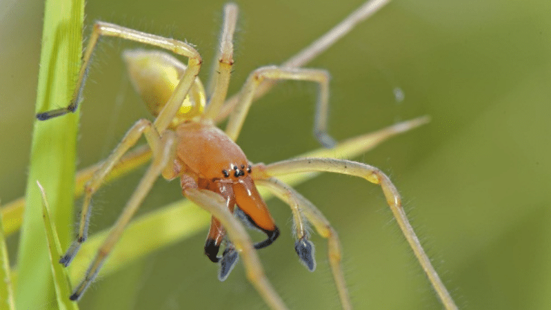 Здоровье: Осторожно! Ядовитые пауки в Германии
