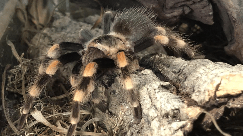 Происшествия: Житель Менхенгладбаха нашел ядовитого паука в почтовом ящике