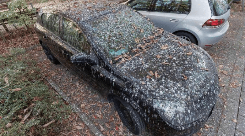 Общество: Птицы атаковали парковки Висбадена рис 2