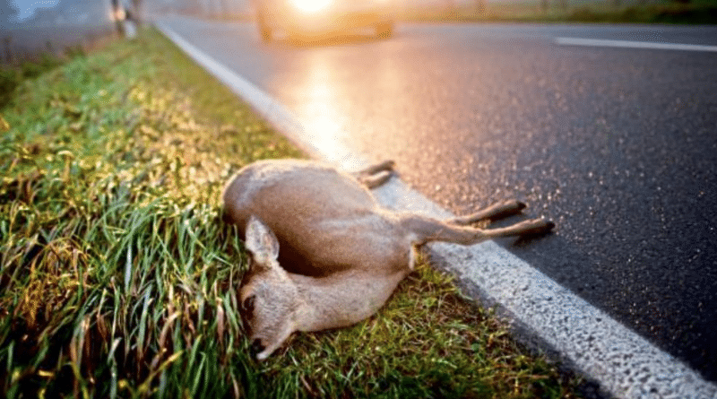 Общество: ДТП в зеленой зоне: что делать водителю, который сбил дикое животное?