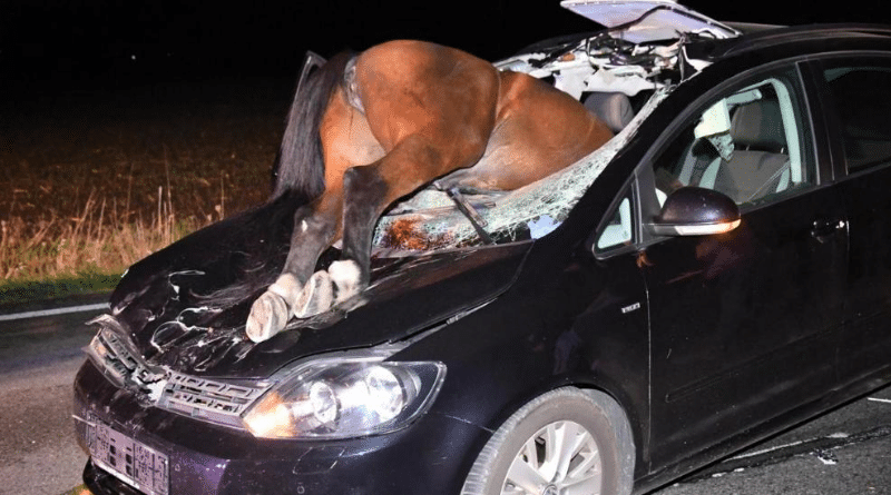 Происшествия: Лошадь устроила ДТП и погибла на месте