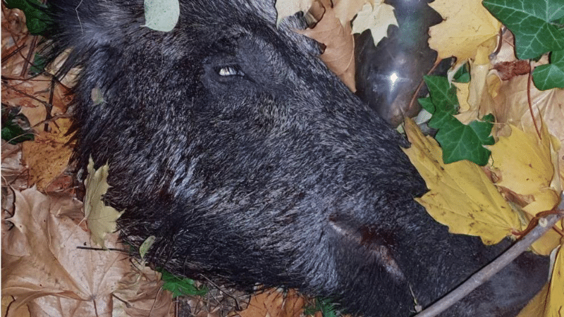 Происшествия: Убийство дикой свиньи на парковке супермаркета: просто хотелось вкусно поесть