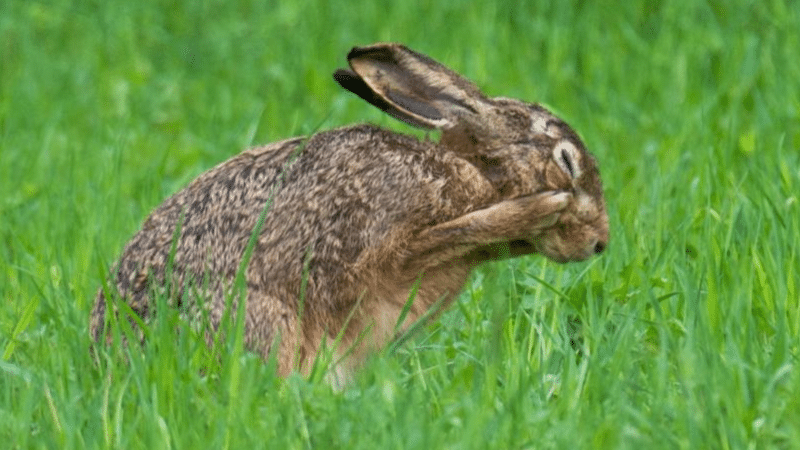 Происшествия: Убитые зайцы заразили охотников