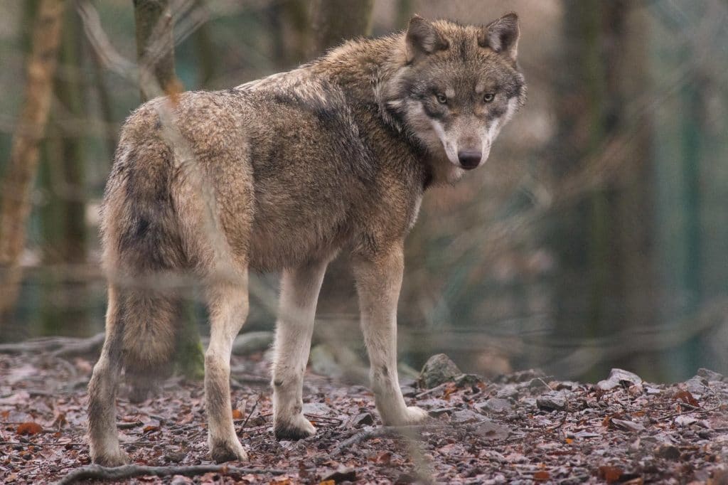 Происшествия: Егерь о нападении хищника: «Это не волк, это чудовище»