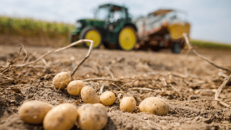 Деньги: Плохой урожай: цены на картофель вырастут более чем наполовину