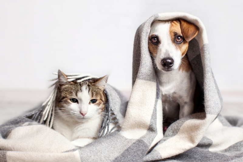 Домашние хитрости: Кот и собака под пледом