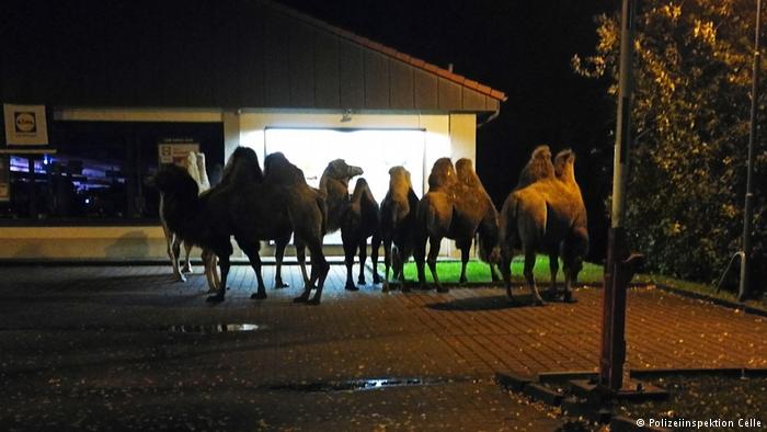 Досуг: Полиция испортила группе верблюдов поход по магазинам