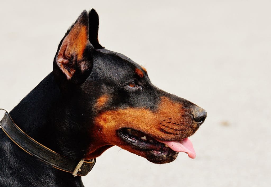 Закон и право: Немцам разрешили использовать любые средства для защиты от собак