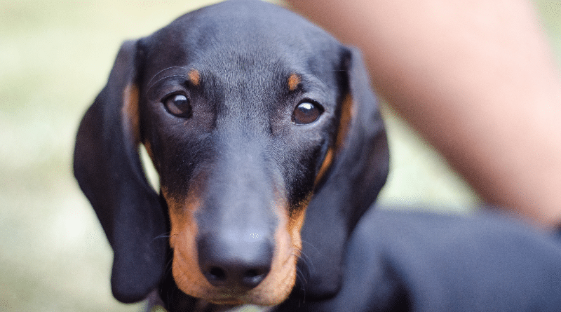 Происшествия: Неизвестные прячут лезвия в приманки для собак