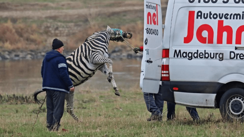 Происшествия: В Дрездене из цирка сбежали зебры. Одно животное погибло