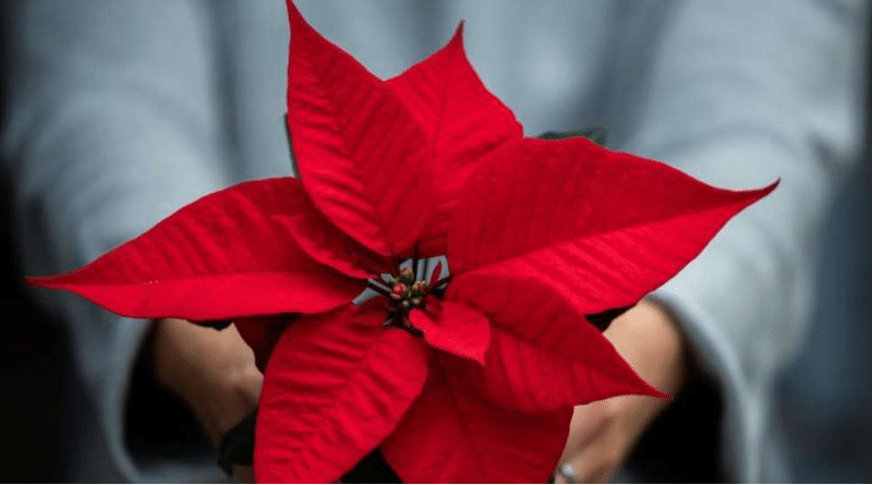 Полезные советы: Опасный рождественский декор: эти растения могут вызвать отравление