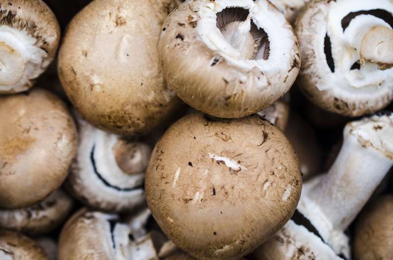 Отовсюду обо всем: В Германии начали продавать грибы, обогащенные витамином D