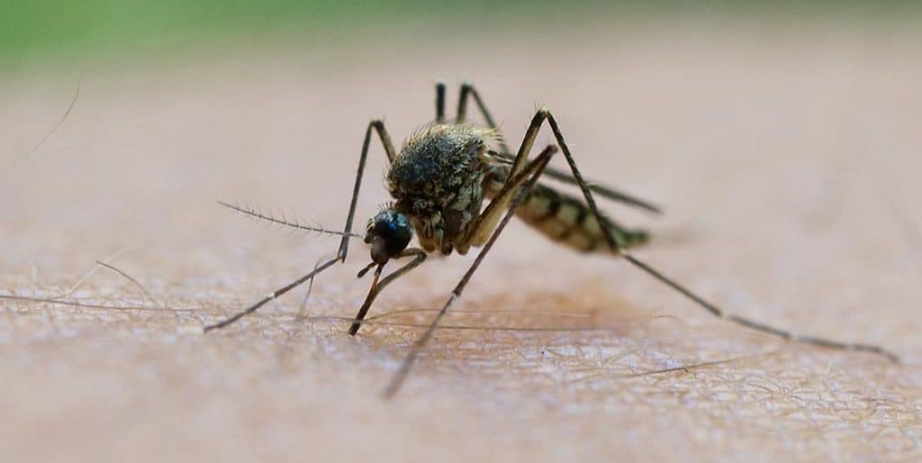 Общество: В Германии активно размножаются три вида опасных комаров