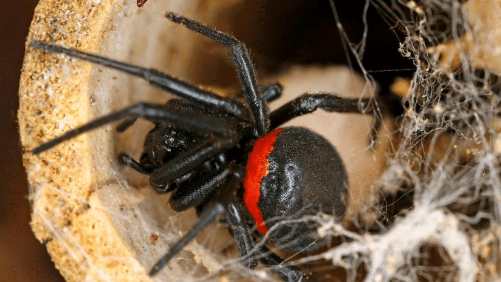 Происшествия: В Германии распространяются пауки вида ложная черная вдова