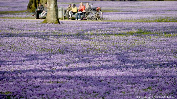 Галерея: Море цвета: самая красивая весна в Германии и Европе рис 4
