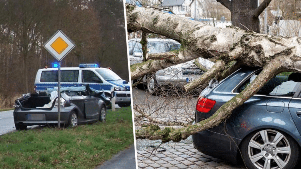 Общество: В Северном Рейне-Вестфалии упавшее дерево убило мужчину