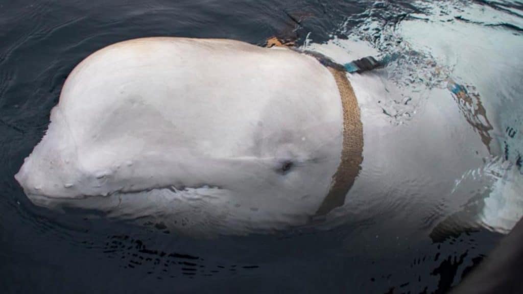 Отовсюду обо всем: Является ли этот кит белуха действительно российским шпионом?