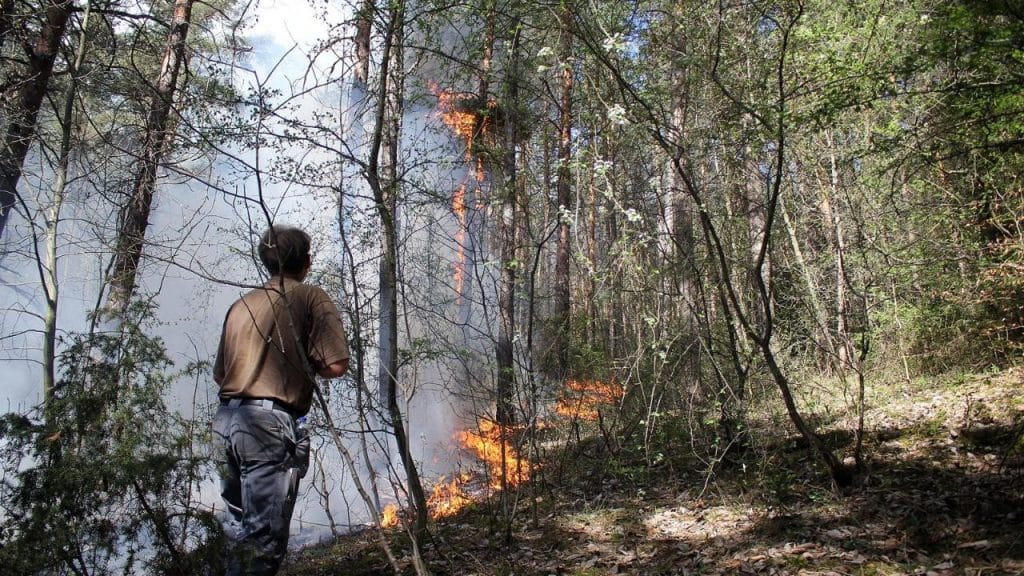 Происшествия: В Германии горят леса: с огнем борются сразу несколько федеральных земель