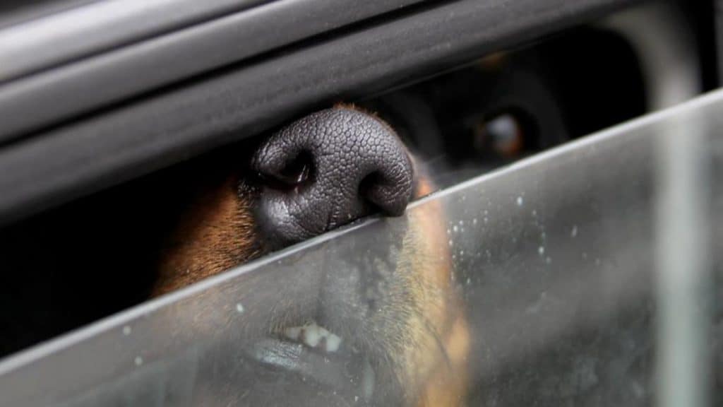 Происшествия: Северный Рейн-Вестфалия: пес погиб в раскаленном авто по вине хозяина