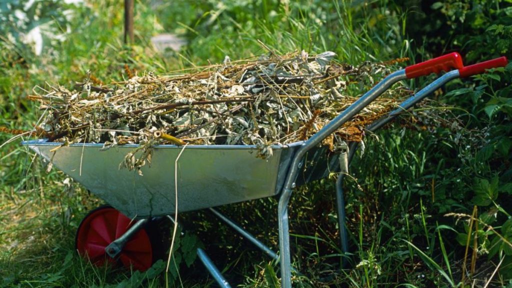 Общество: Как правильно утилизировать садовые отходы