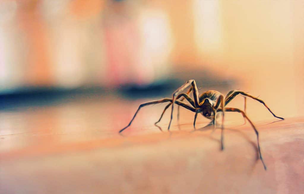 Домашние хитрости: Что будет, если убирать пауков при помощи пылесоса?