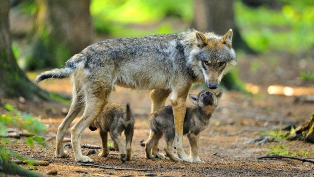 Общество: Охотники бьют тревогу: популяция волков в Германии значительно вырастет
