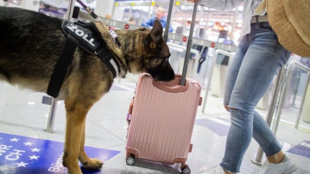 Общество: Собака-ищейка обнаружила в аэропорту Дюссельдорфа €1,2 млн