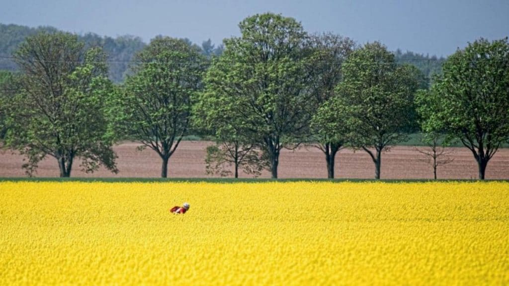 Общество: Почему в Германии так много рапсовых полей?