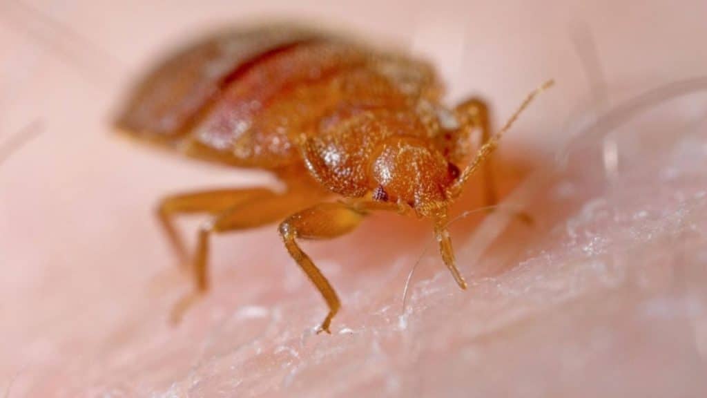 Здоровье: Почему у нас возникает зуд во всем теле при виде противных насекомых