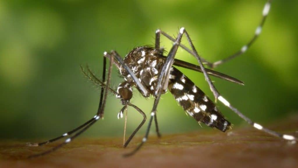 Здоровье: Когда с укусом комара необходимо обращаться к врачу