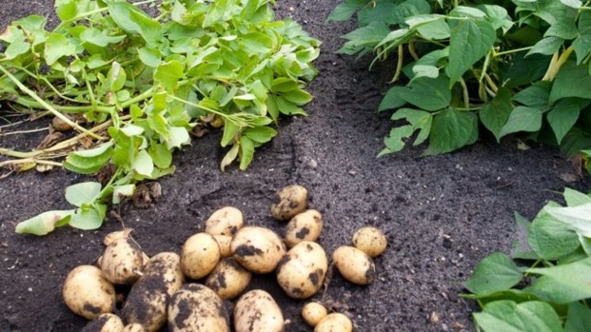 Картофель растет на грядке