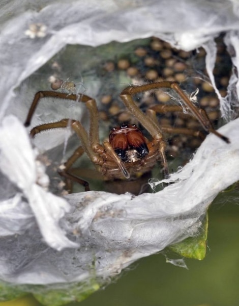 Общество: Осторожно: в Германии активно растет популяция опасных пауков