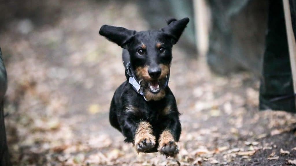 Общество: Эти клички собак оказались самыми популярными в Германии