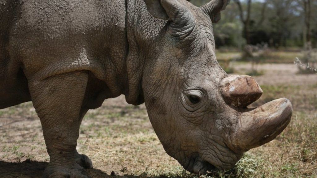 Отовсюду обо всем: Разъяренный носорог несколько раз перевернул автомобиль сотрудницы сафари-парка